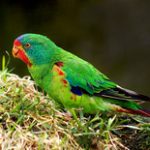 Ласточковый попугай - красивый вид