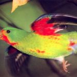 Ласточковый попугай - описание вида