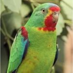 Ласточковый попугай - спокойный вид