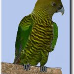Ленточный попугай - экзотический вид