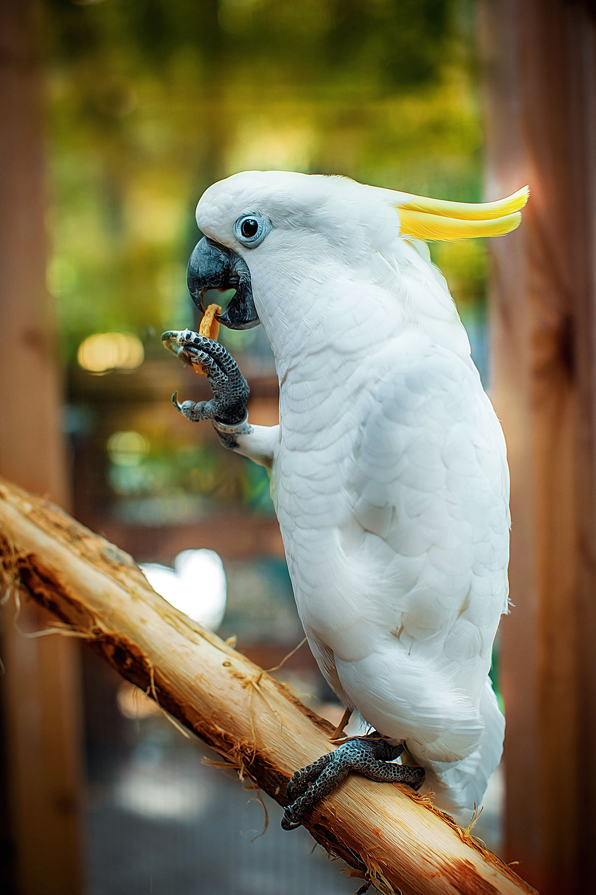 Какад. Белый попугай Какаду. Попугай Какаду белохохлый. Малый желтохохлый Какаду. Какаду желтый.
