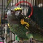 Мейеров длиннокрылый попугай - дружелюбный вид