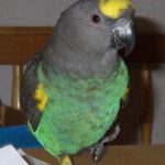 Мейеров длиннокрылый попугай - игривый вид