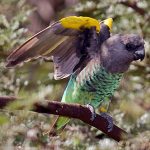 Мейеров длиннокрылый попугай - описание вида