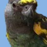 Мейеров длиннокрылый попугай - особенности вида