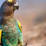 Мейеров длиннокрылый попугай - содержание