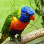 Многоцветный попугай лорикет - доброжелательная порода