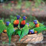 Многоцветный попугай лорикет - контактная порода