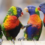 Многоцветный попугай лорикет - описание породы