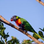 Многоцветный попугай лорикет - особенности породы