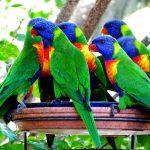 Многоцветный попугай лорикет - содержание