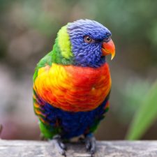 Многоцветный попугай лорикет - уход