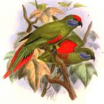 Новогвинейские горные лори - домашние попугаи