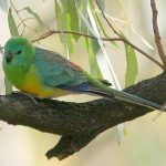 Плоскохвостый попугай - описание вида