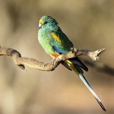 Плоскохвостый попугай - умный вид