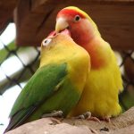 Попугаи неразлучники - дружелюбный вид
