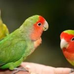 Попугаи неразлучники - описание вида