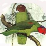 Попугай Жоффруа - описание вида