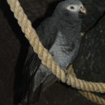 Попугай жако - игривый вид