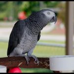 Попугай жако - общительный вид