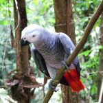 Попугай жако - описание вида