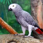 Попугай жако - особенности вида