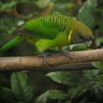 Ленточный попугай - описание вида