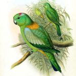 Ракетохвостый попугай - описание вида
