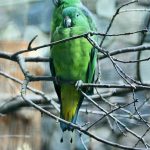 Ракетохвостый попугай - редкий вид