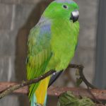 Ракетохвостый попугай - тропический вид