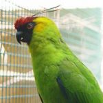 Рогатые попугаи - крупный вид