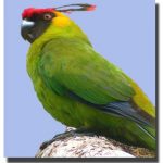 Рогатые попугаи - описание вида