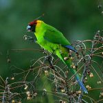 Рогатые попугаи - особенности вида