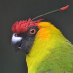 Рогатые попугаи - плохо переносят неволю