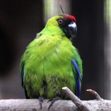 Рогатые попугаи - редкий вид