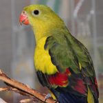Роскошный попугай - особенности вида
