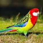 Розелла - декоративный попугай