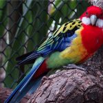 Розелла - дружелюбный попугай