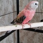 Розовобрюхий травяной попугай - описание вида