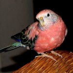 Розовобрюхий травяной попугайчик - популярный вид
