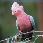Розовый какаду гала - описание вида