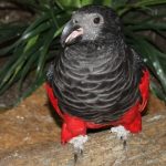 Щетиноголовые попугаи - дорогой вид