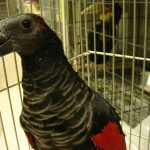 Щетиноголовые попугаи - описание вида