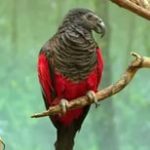 Щетиноголовые попугаи - особенности вида