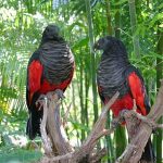 Щетиноголовые попугаи - редкий вид