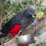 Щетиноголовые попугаи - шумный вид