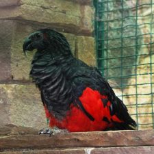 Щетиноголовые попугаи - содержание