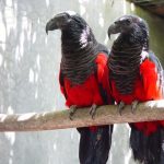 Щетиноголовые попугаи - уход