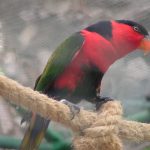 Широкохвостый лори - общительный попугай