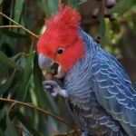 Шлемоносный какаду - красивый вид попугаев